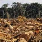 smatphone vs deforestazione