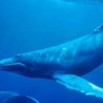 anti-blue-whale