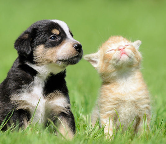 Le app per i nostri amici a 4 zampe