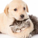 pet-feeder-cov